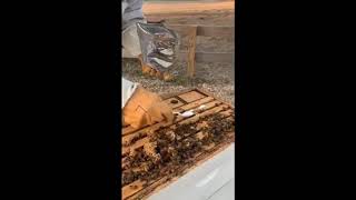 Super DFM and mite check at Texas Bee Supply [upl. by Yvel]