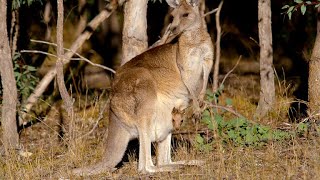 How Marsupials Are Different From Other Mammals 4K [upl. by Nanete]