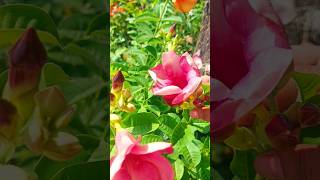 Allamanda plantvideogarden gardenflowers tending viralvideo [upl. by Durware]