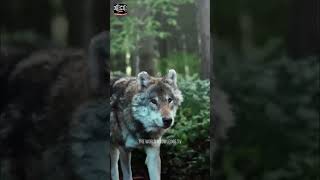 Duniya ka sabse Khatarnak janwar  wolves itna khatarnak kyu hota hai wolf [upl. by Meggie]