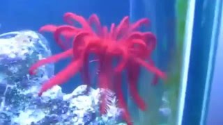 ► Un magnifique crinoïde [upl. by Nottage]