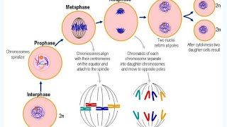 PHASES of MITOSIS PMAT [upl. by Kcira303]