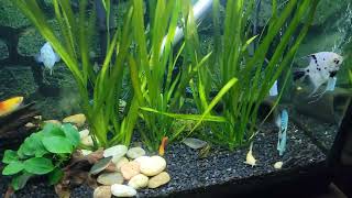 it took 6 minutes for my lemon longfin bristlenose pleco to find the algae wafer [upl. by Rfinnej149]