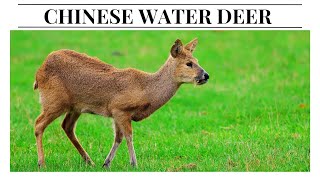 Unveiling the Unique World of Chinese Water Deer The Fanged Deer of Asia [upl. by Llecram]