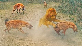 Dramatic Rescue by Hyenas after a Lion Catches one [upl. by Niletac]