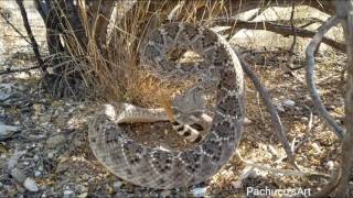 Western Diamondback Rattlesnake wakes up suddenly [upl. by Joseph774]