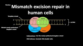 Base Excision Repair in Prokaryotes amp Eukaryotes Molecular Biology Dna Repair System Lecture 4 [upl. by Shalne208]