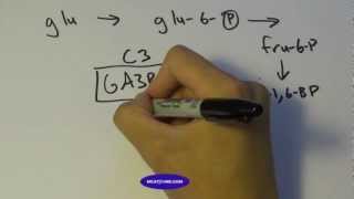 Biology Lecture Glycolysis Part 1 [upl. by Metzger62]