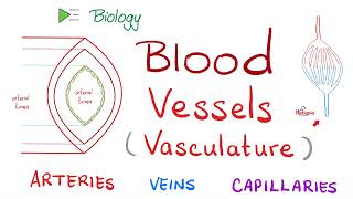 Blood 🩸 Vessels 🚢 Vasculature  Arteries Arterioles Capillaries Venules amp Veins  Biology [upl. by Lekcim882]