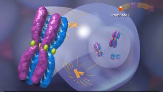 Meiosis Meiosis I Meiosis II Animation Explained in Urdu [upl. by Lobell]