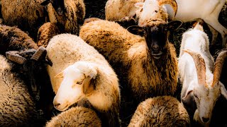 The Parable of the Sheep and the Goats Explained Parables of Jesus [upl. by Siver11]