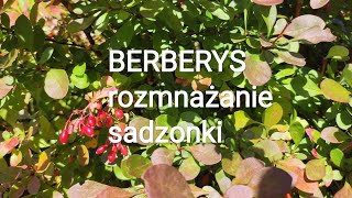 Jak rozmnażać berberys sadzonki [upl. by Brause125]