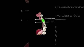 ANATOMÍA DEL ESÓFAGO  SHORT [upl. by Eilerua325]