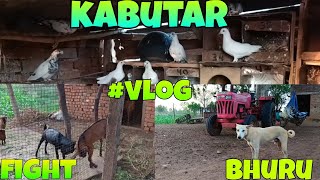 KABUTAR BAKRO KA FIGHT WATCH THE ONE OF THE BEST VLOG MISS MAT KRNA  VLOG [upl. by Adidnere529]