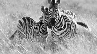 Primary Immunodeficiency Disease  Our Zebra Babies [upl. by Minor]