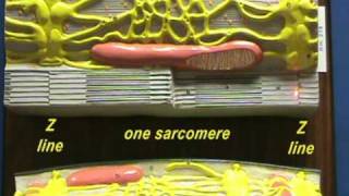 Sarcomere Model Sarcomere Structure [upl. by Eenaj225]