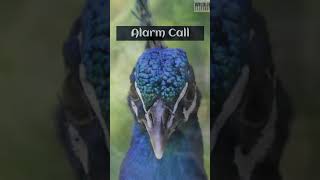 Mysterious Peacock Calls Revealing Their Hidden Language [upl. by Drahnreb]