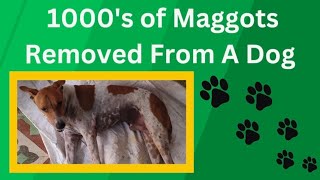 Maggots Removal in Dog  Maggot Wound Treatment डॉग के कीड़ों का इलाज dogs Treatment doglover [upl. by Aylat122]