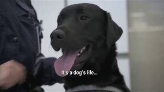 A day in the life of a customs sniffer dog [upl. by Heer19]