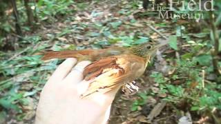 Ocellated Woodcreeper Xiphorhynchus ocellatus [upl. by Llertnom]