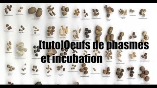 tutoOeufs de phasmes et incubation [upl. by Dash603]