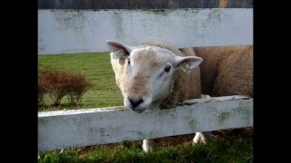 Texel Sheep at Hilltop Acres Farm in the Fall of 2015 [upl. by Akived]