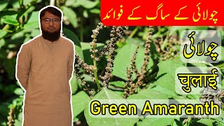 Introduction and Benefits of of Green Amaranth  Chaulai  چولائی  चुलाई [upl. by Swihart]