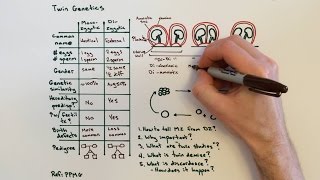 Twins dizygotic monozygotic differences clinicals embryology [upl. by Ardnasella]