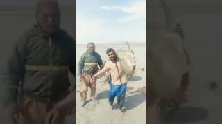 fish hunting pakistan fish shikar pakistan big fish 🐠🐟🐠🐟🐠🐟 shikar hunting fishhunting fish [upl. by Anallese]