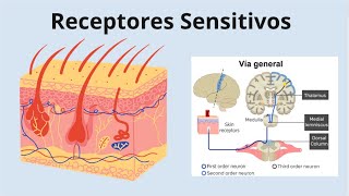 ¿Por qué sentimos  Receptores sensitivos de la piel y tejido subcutáneo [upl. by Allen]