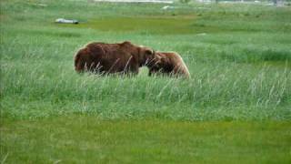 Brown Bears Mating Katmai National Park Alaska [upl. by Noli305]