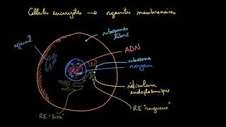 Les organites membranaires dans les cellules eucaryotes [upl. by Virnelli162]