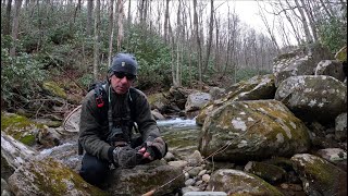 Fly fishing the Davidson river and Pisgah national forest WILD BROWNS AND NATIVE BROOK TROUT [upl. by Claudette]