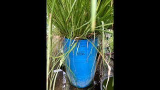 VETIVER RD UPDATES 1262024 FROM  YOUTUBE VETIVER GRASS KING SABAH © INTERNATIONAL 🆘 RD [upl. by Fasano]