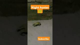 Frog 🐸frog song wildsong funny wildlife viralvideo trendingshorts [upl. by Asikal]