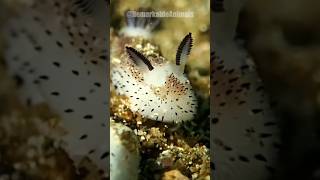 Sea Bunnies  Cute but Deadly [upl. by Sirrad]