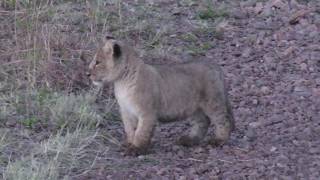 Lion Cub Calling [upl. by Reisman]