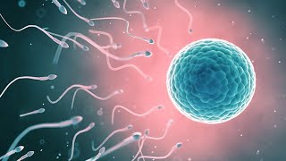 The Journey of Sperm and Egg The Fertilization Process  Pregnancy  Conception Explained in hindi [upl. by Tillman716]