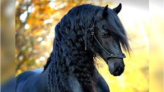 8 Most Beautiful Horses on Planet Earth [upl. by Kippar]