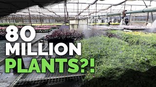 How To Grow MILLIONS of Plants a Year Plant Nursery Tour [upl. by Cowles]