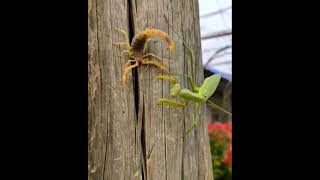 Praying Mantis Vs Scorpion Which One is Powerful [upl. by Devaj]