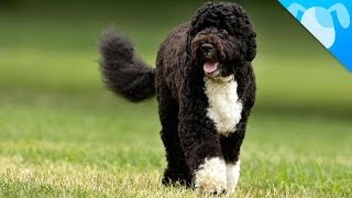 Portuguese Water Dogs Facts [upl. by Sexton421]