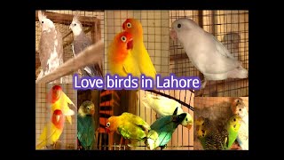 Lovebirds Setup in Lahore  Awesome Information About All the Lovebirds and cockatiel bird [upl. by Moria509]