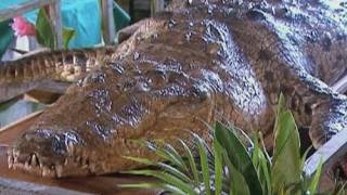 CROCODILE DEATH Costa Ricas most famous reptile dies [upl. by Okoyik970]