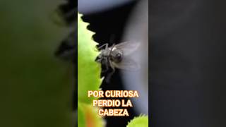 mosca capturada por planta carnivora Venus atrapamoscas plantascarnivoras carnivorousplant [upl. by Dukey]