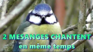 CHANT en DUO de MESANGES bleue et Charbonnière [upl. by Oiramel386]