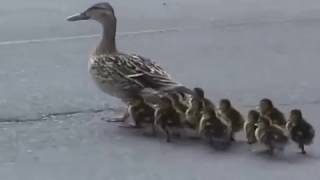 Mama Mallard amp Ducklings Leaving the City [upl. by Anirrok]