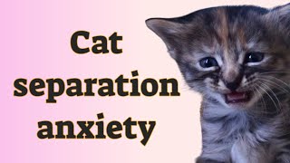 🐾 Cat separation anxiety [upl. by Starbuck]