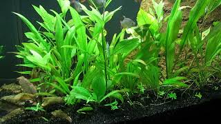 75Gallon LowTech Aquascape Update 10723 [upl. by Hernandez]