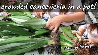 Hard To Kill Snakeplant II Flowering Sansevieria Moonshine Needs A Repot [upl. by Lebam671]